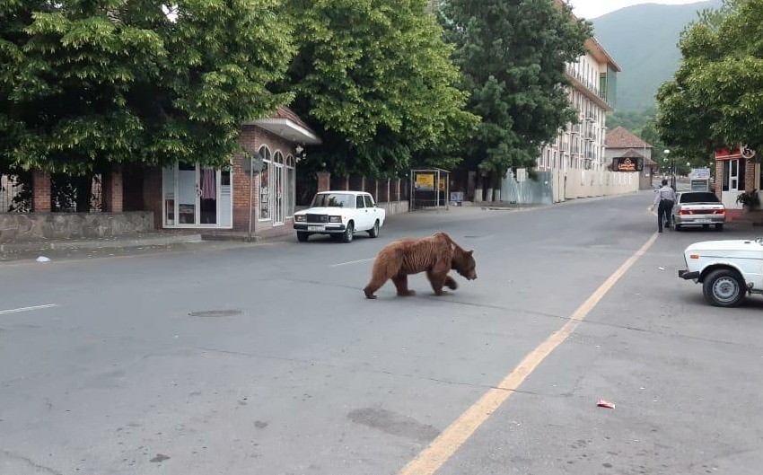 В Азербайджане в центре города замечен медведь - ФОТО